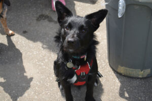 2024 Walk for Mental Health, a black dog