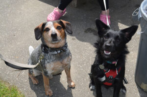 2024 Walk for Mental Health, two dogs